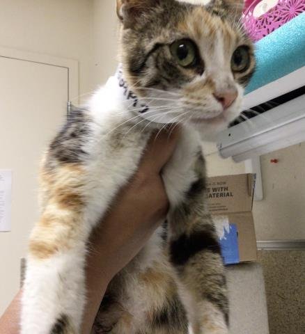 LIA - Domestic Short Hair available for adoption