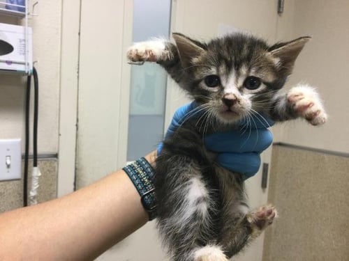 MARY - Domestic Short Hair available for adoption