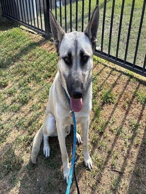 BASTIAN - German Shepherd Dog available for adoption