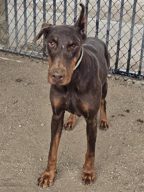 RUBY - Doberman Pinscher available for adoption