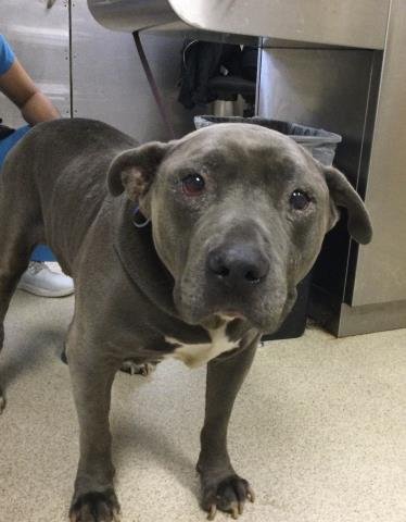 HUMPHREY - Pit Bull Terrier available for adoption