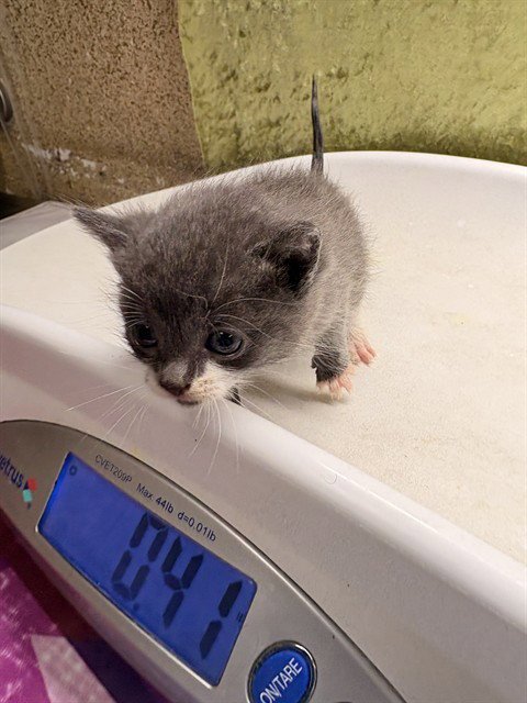 BEE - Domestic Short Hair available for adoption