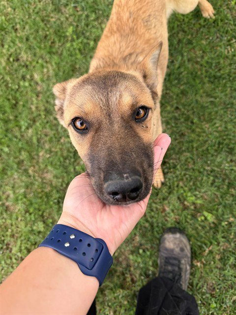MILEY - Belgian Shepherd Malinois available for adoption