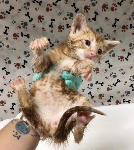 EDD - Domestic Short Hair available for adoption