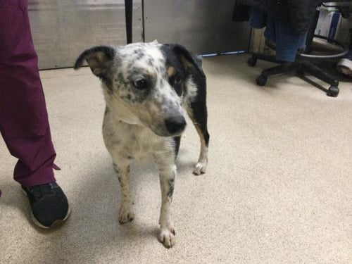 JENNIE - Australian Cattle Dog/Blue Heeler available for adoption