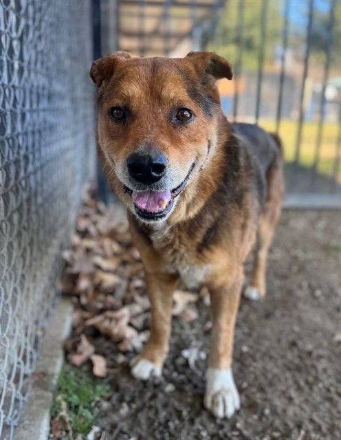 MUFASA - German Shepherd Dog available for adoption