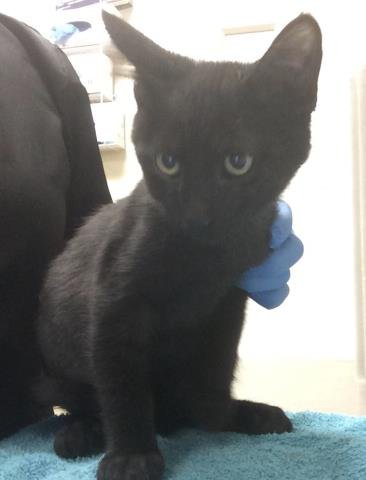 VEGA - Domestic Short Hair for adoption in Fontana