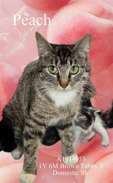 PEACH - Domestic Short Hair available for adoption