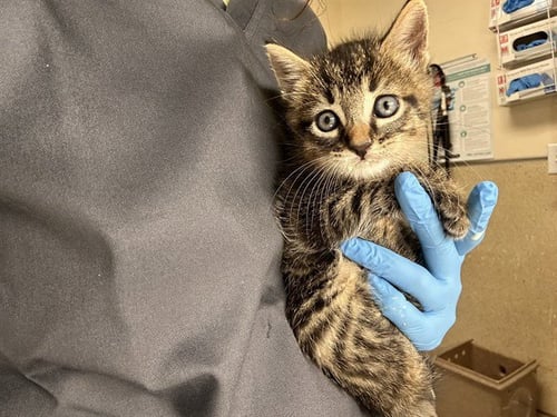 TAKIS - Domestic Short Hair available for adoption