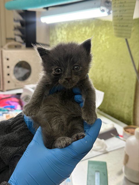 ASPEN - Domestic Short Hair available for adoption