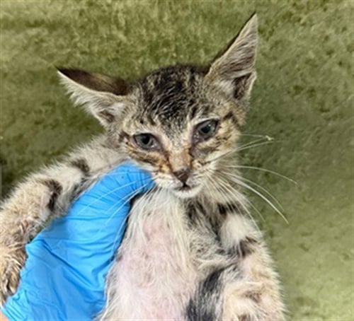 MINNOW - Domestic Short Hair available for adoption