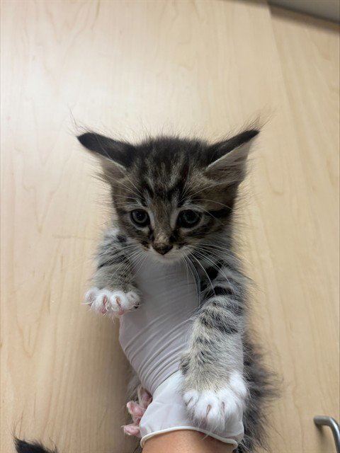 HUEY - Domestic Short Hair available for adoption