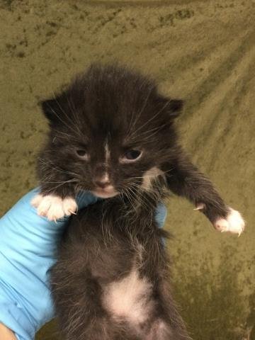 A1908161 - Domestic Short Hair available for adoption