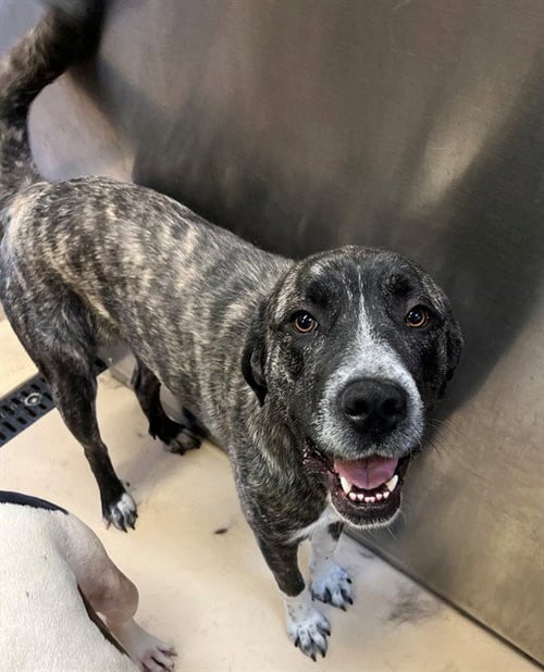 DAFFODIL - Pit Bull Terrier available for adoption