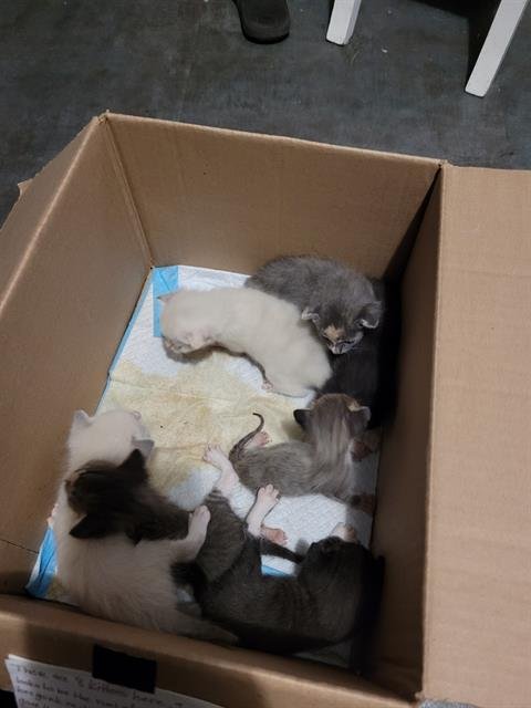 A1868635 - Domestic Short Hair available for adoption