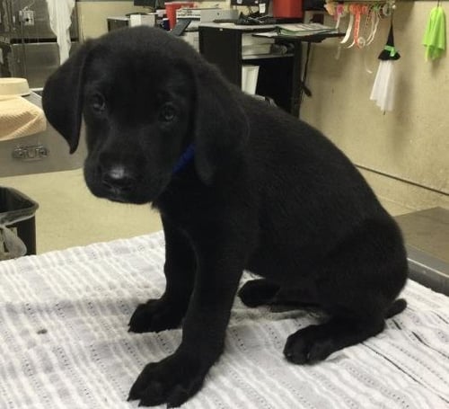 ALFALFA - Labrador Retriever available for adoption