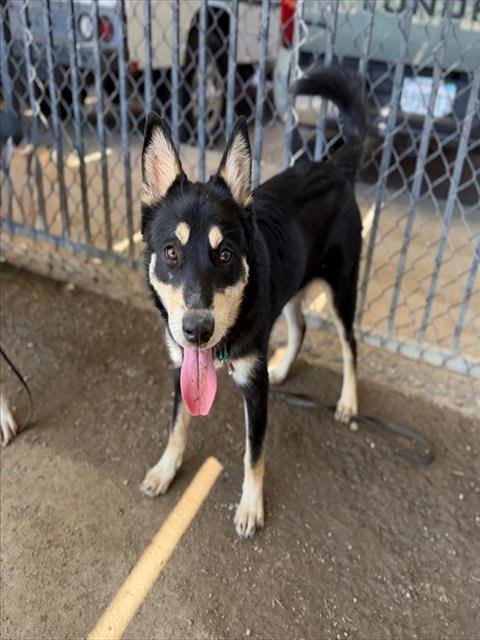 BRADLEY - German Shepherd Dog available for adoption