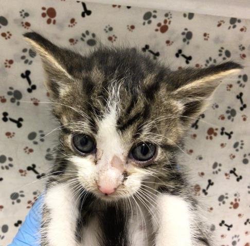 MEATBALL - Domestic Short Hair available for adoption