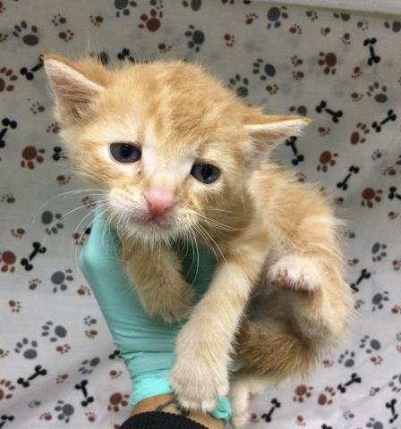 EDWARD - Domestic Short Hair available for adoption