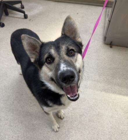 DUKE - German Shepherd Dog available for adoption