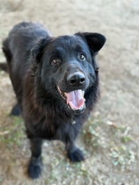 ZORRA - Photo 1