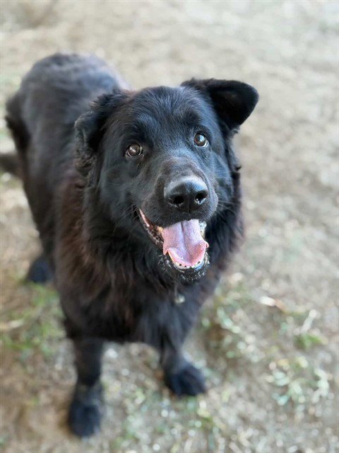 ZORRA - Flat-coated Retriever available for adoption