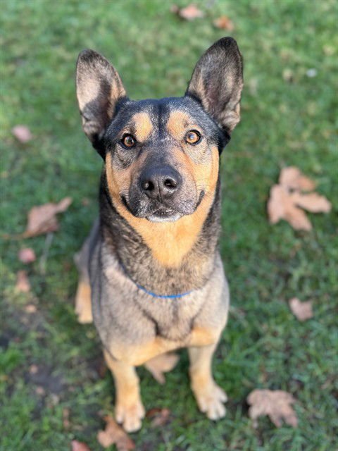 COPPER - German Shepherd Dog available for adoption