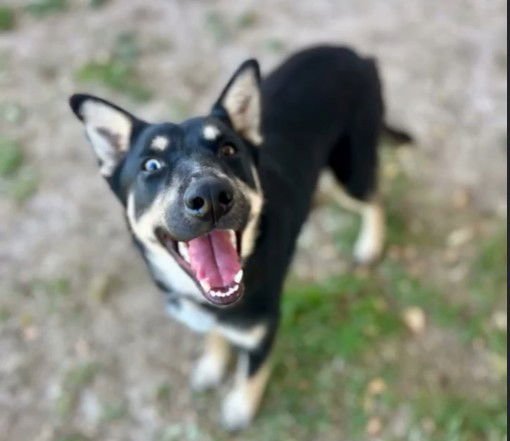 JADE - German Shepherd Dog available for adoption