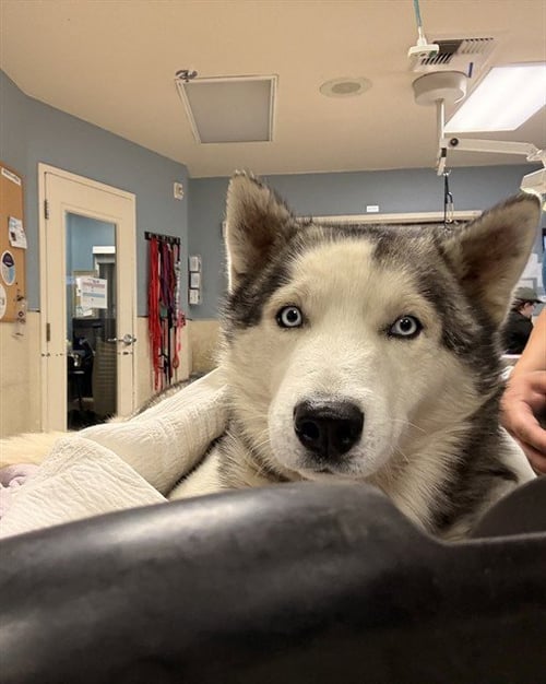 BOLT - Siberian Husky available for adoption