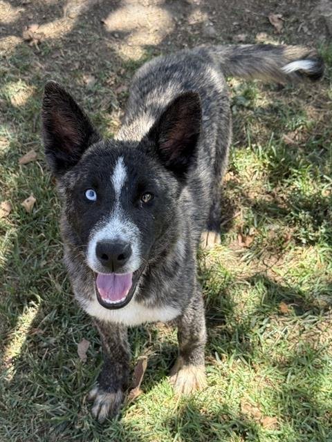 CHORIZO - Siberian Husky available for adoption