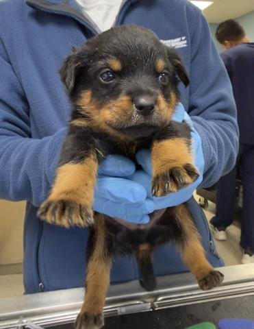 RUM - Doberman Pinscher available for adoption