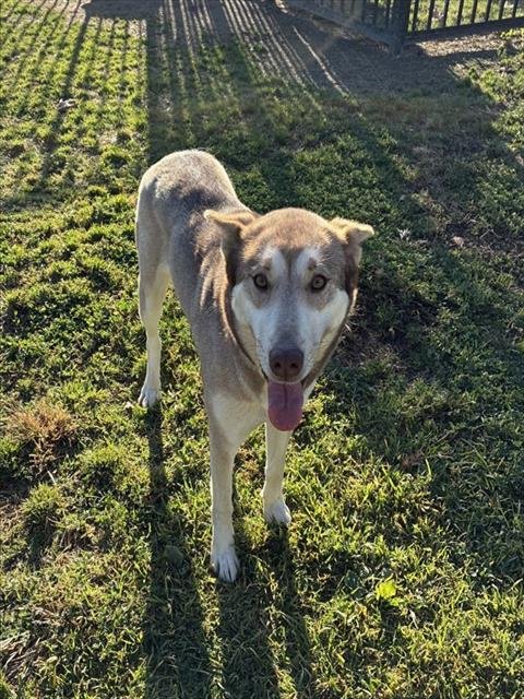 SASCHA - Siberian Husky available for adoption