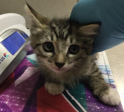 A1918133 - Domestic Short Hair available for adoption