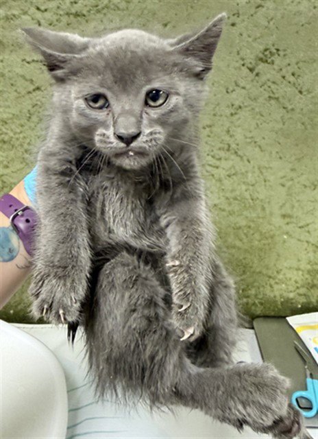 FARAH - Domestic Short Hair available for adoption