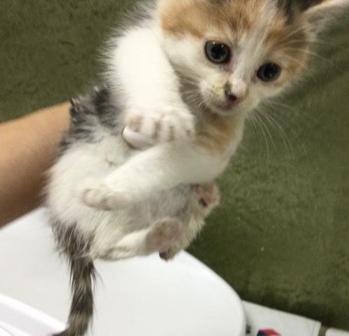 FIDGET - Domestic Short Hair available for adoption