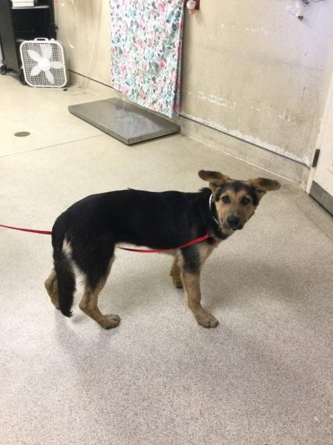 ELLIE - German Shepherd Dog available for adoption
