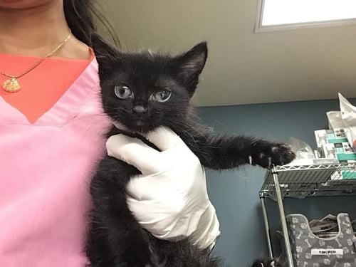 JUNO - Domestic Short Hair available for adoption