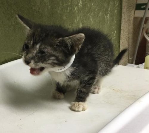 CLYDE - Domestic Short Hair available for adoption
