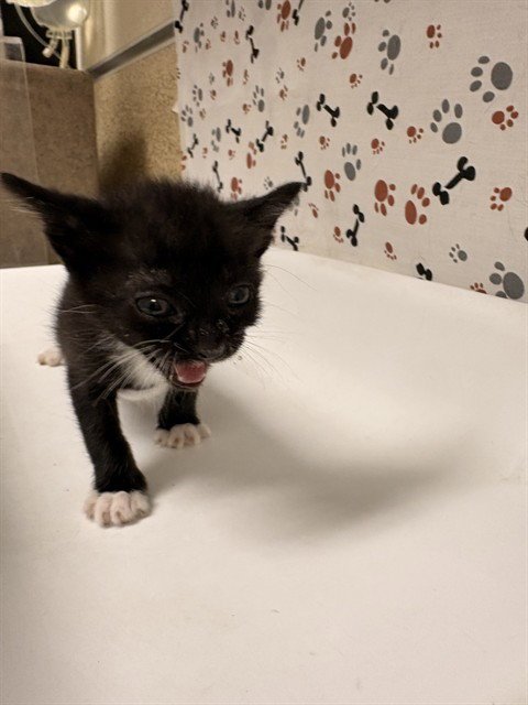 TOM - Domestic Short Hair available for adoption