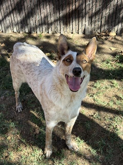 DEXTER Image