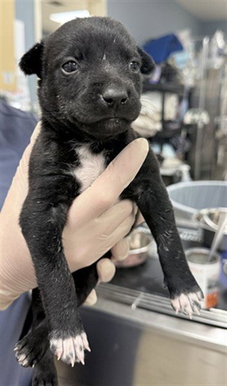 A1933625 - German Shepherd Dog available for adoption