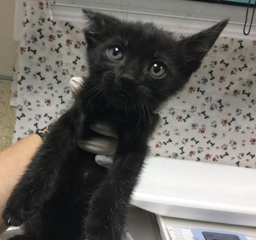 POSSUMY - Domestic Short Hair available for adoption