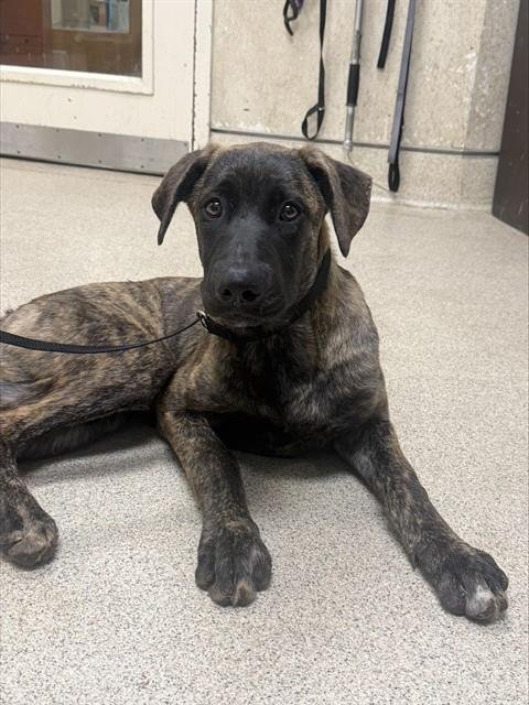 BULLDOZER - Mastiff available for adoption