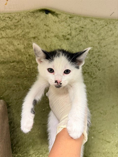 LOLA - Domestic Short Hair available for adoption