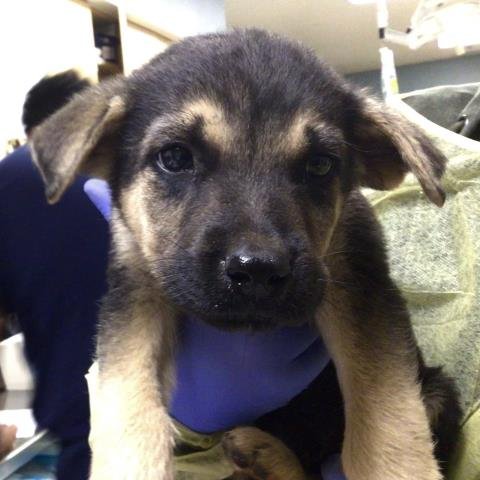 RAIN - German Shepherd Dog available for adoption
