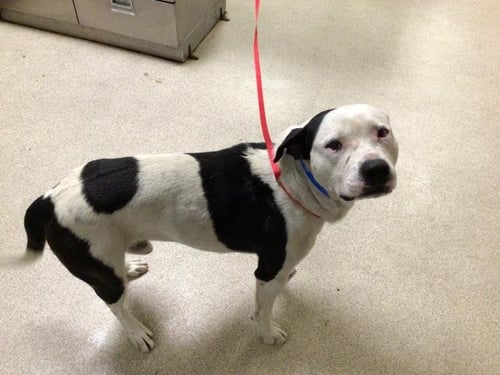BULLSEYE - Pit Bull Terrier available for adoption
