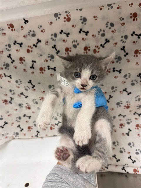 PEARL - Domestic Short Hair available for adoption