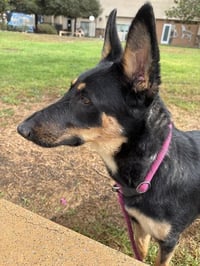 MAZIE - Photo 1
