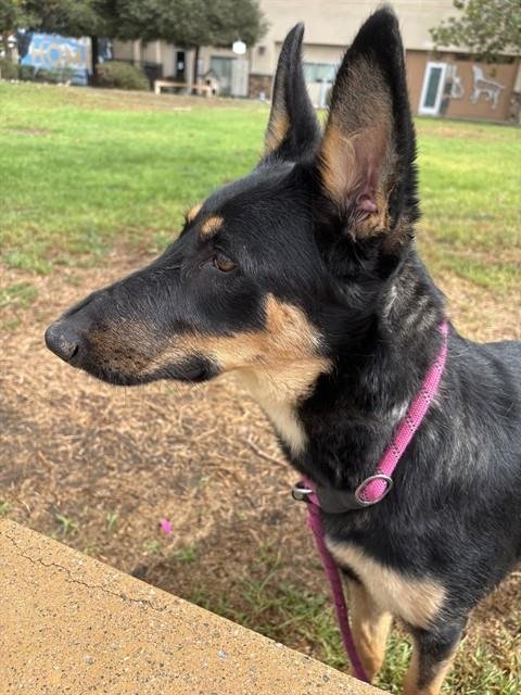 MAZIE - German Shepherd Dog available for adoption