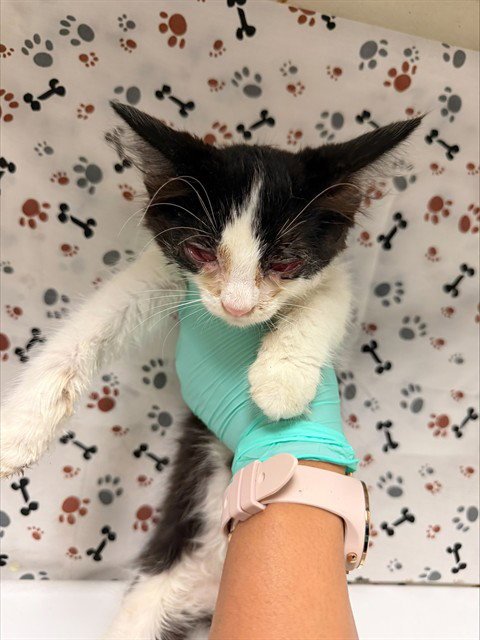 SUSIE - Domestic Short Hair available for adoption